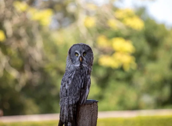 Grande Coruja Cinzenta Strix Nebulosa Aves Noturnas Rapina — Fotografia de Stock