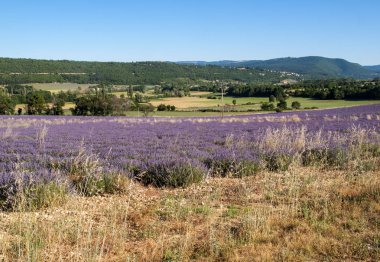provence, lavanta alanına yakın sault, Fransa