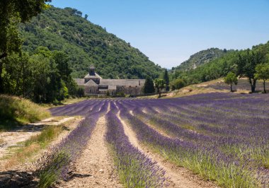 Senanque Abbey veya Abbaye Notre-Dame de Senanque lavanta alanıyla bloom, Gordes, Provence, Fransa 