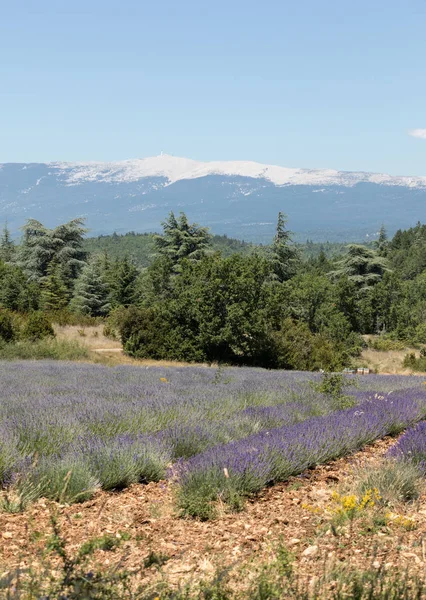 Lavendelveld Bij Salt Mont Ventoux Achtergrond Provence Frankrijk — Stockfoto