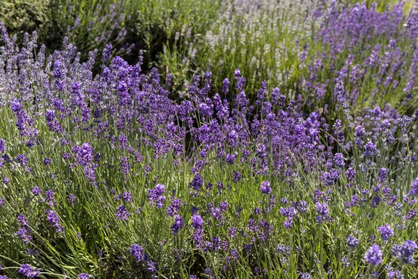 Las Flores Florecientes Lavanda Provenza Cerca Sault Francia —  Fotos de Stock