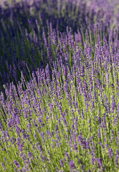Flores Lavanda Florescendo Provence Perto Sault França — Fotografia de Stock