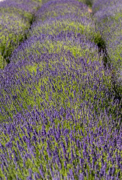 Kvetoucí Levandulové Květy Provence Poblíž Sault Francie — Stock fotografie