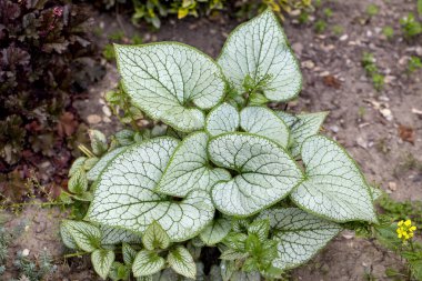 Heartleaf brunnera, Sibirya böceği parlatıcısı (Brunnera makrophylla 'Jack Frost') bahçede