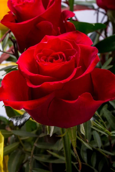 Kytice Kvetoucích Tmavočervených Růží — Stock fotografie