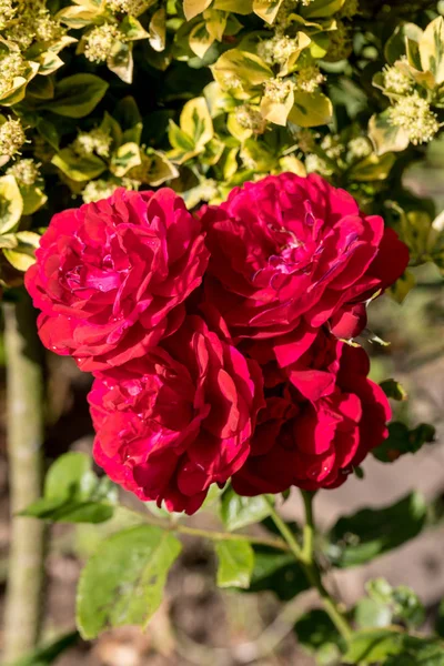 Rote Rosen Blühen Ast Garten — Stockfoto