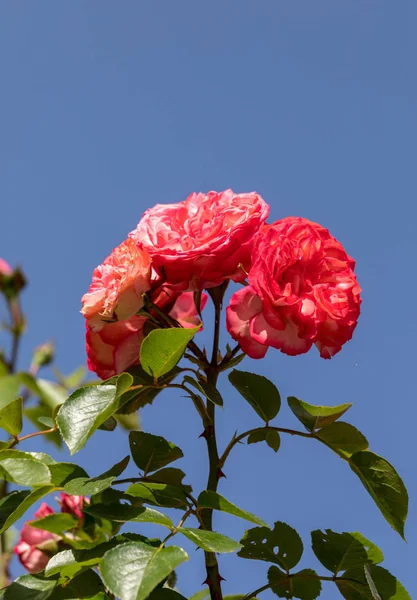 Rote Rosen Blühen Ast Garten — Stockfoto