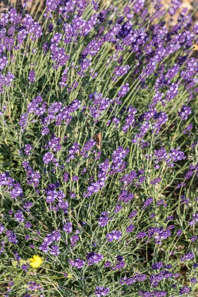 Bloeiende Lavendelbloemen Provence Nabij Sault Frankrijk — Stockfoto