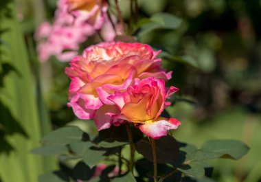 Bahçede şube renkli güller çiçekler