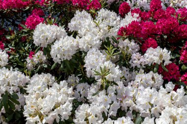 Rhodenron beyaz çiçekler çiçeklenme. Herhangi bir bahçe için harika bir dekorasyon