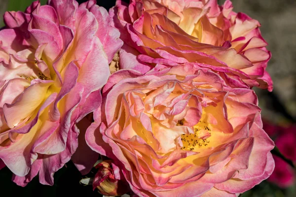 Πολύχρωμα Τριαντάφυλλα Λουλούδια Στο Κλαδί Στον Κήπο — Φωτογραφία Αρχείου