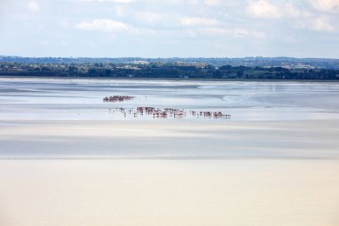 Koyda bir grup yürüyüşçü alçak gelgitte. Bilge bir rehberle körfezde yürüyüş yapmak. Mont Saint-Michel, Normandiya, Fransa 