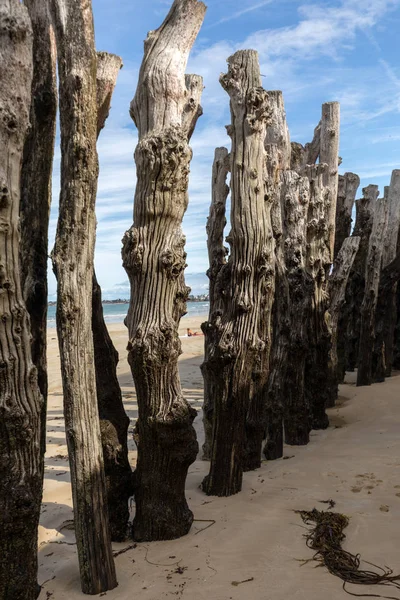 Gran Rompeolas 3000 Troncos Para Defender Ciudad Las Mareas Playa — Foto de Stock