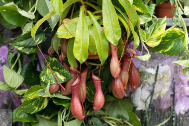 Nepenthes also known as tropical pitcher plants clipart