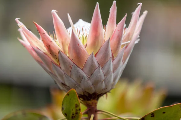 Королевский Прочай Цинароид Протея Национальный Цветок Юар — стоковое фото