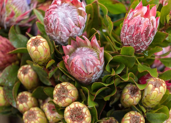 Bud King Protea Protea Cynfeld Национальный Цветок Юар — стоковое фото