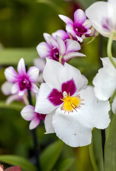 Nahaufnahme Der Schönheit Bunte Orchideenblume — Stockfoto