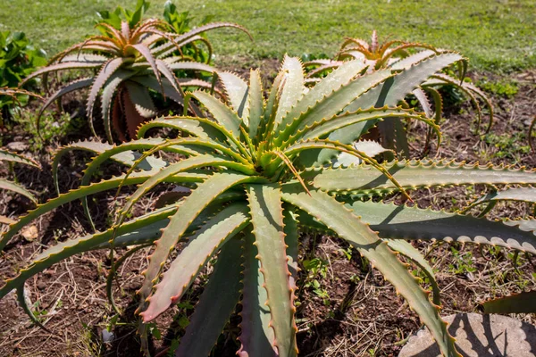 Grandi Foglie Verdi Agave Pianta Succulenta — Foto Stock