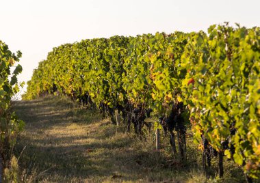 Saint Emilion bölgesindeki şarap hasadından önce şarap bahçesinde şarap sıraları üzerinde olgun kırmızı şarap üzümleri. Fransa