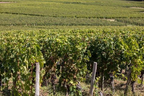 Reife Rote Merlot Trauben Vor Der Weinlese Der Region Saint — Stockfoto