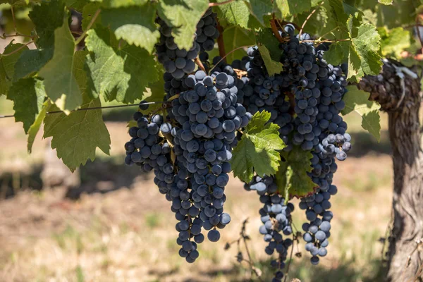 Uvas Tintas Preparadas Para Vendimia Producción Vino Saint Emilion Francia — Foto de Stock