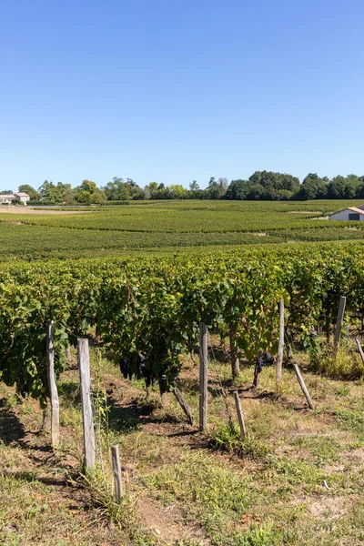 圣埃米利翁地区的葡萄酒收获前 在葡萄园的一排排葡萄藤上 成熟的红梅洛特葡萄 — 图库照片