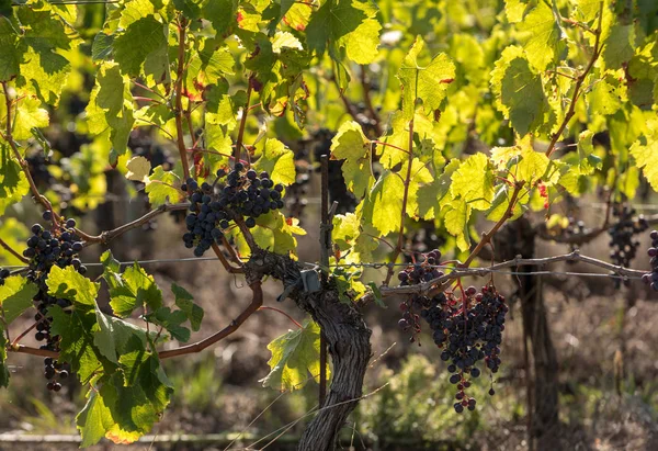 Röda Vindruvor Redo För Skörd Och Vinproduktion Medoc Frankrike — Stockfoto