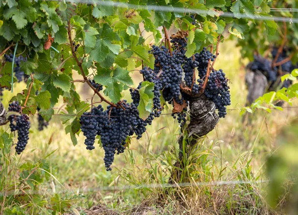 Uvas Tintas Preparadas Para Vendimia Producción Vino Saint Emilion Francia — Foto de Stock