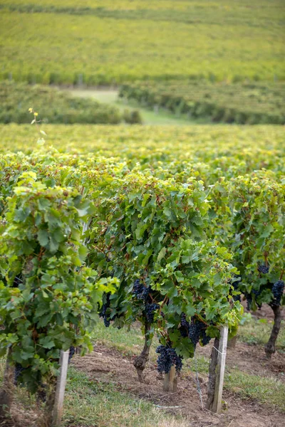 Merlot Rouge Mûr Sur Des Rangs Vignes Dans Vignoble Avant — Photo