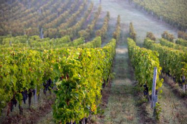 Saint Emilion, Gironde, Fransa yakınlarındaki Saint Georges de Montagne üzüm bağlarında sabah ışığı