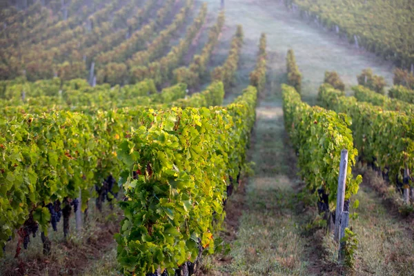 Pagi Cahaya Kebun Anggur Saint Georges Montagne Dekat Saint Emilion — Stok Foto