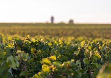 Saint Emilion, Gironde, Aquitaine yakınlarındaki Montagne üzüm bağında sıcak güneş ışığıyla aydınlanan olgun Merlot üzümleri. Fransa