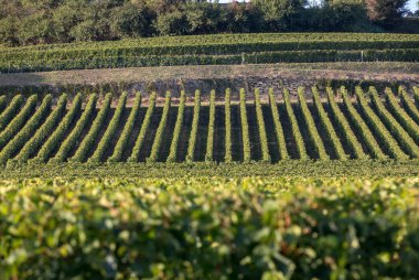 Saint Emilion bölgesindeki şarap hasadından önce şarap bahçesinde şarap sıraları üzerinde olgun kırmızı şarap üzümleri. Fransa