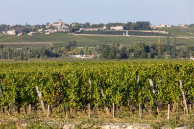 Saint Emilion bölgesindeki şarap hasadından önce bir vienyard 'da şarap sıralarında olgunlaşmış kırmızı üzümler. Fransa