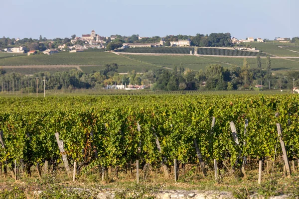 Uvas Rojas Maduras Hileras Vides Viñedo Antes Vendimia Región Saint — Foto de Stock