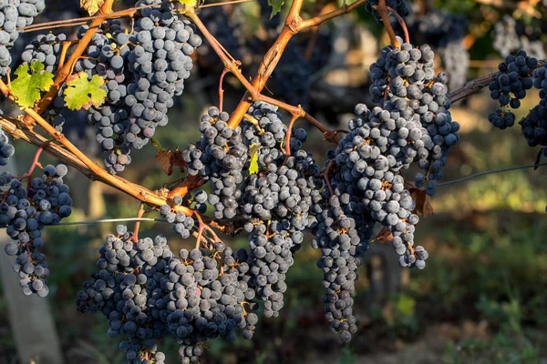 Närbild Röda Merlot Druvor Vingården Medoc Gironde Aquitaine Frankrike — Stockfoto