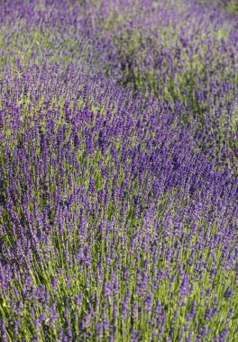  Fransa, Sault yakınlarındaki Provence 'de açan lavanta çiçekleri.
