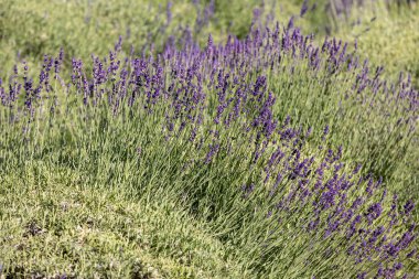  Fransa, Sault yakınlarındaki Provence 'de açan lavanta çiçekleri.