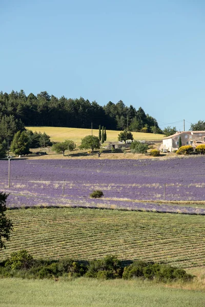Levendula Mező Közelében Sault Provence Franciaország — Stock Fotó