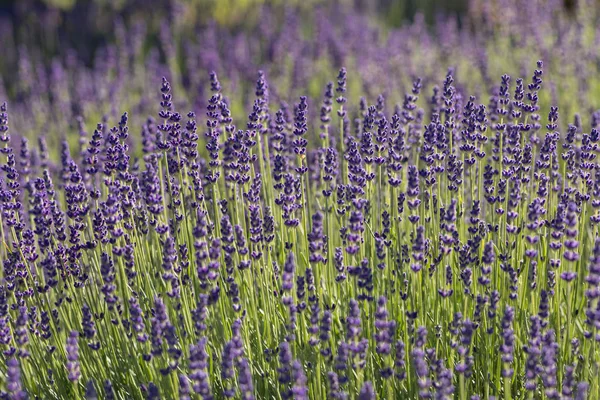 Florile Înfloritoare Lavandă Din Provence Lângă Sault Franța — Fotografie, imagine de stoc