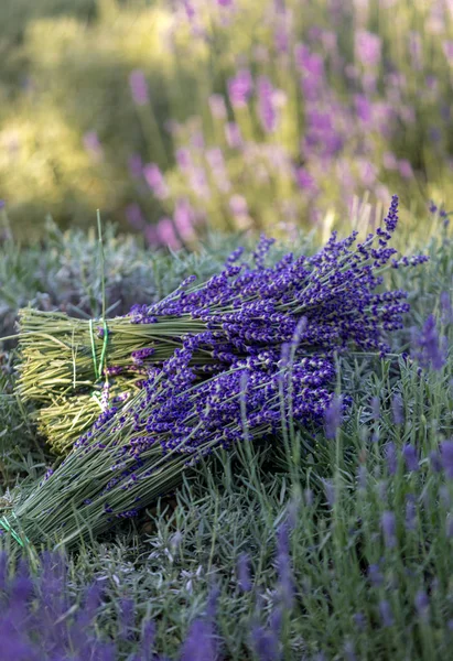 Ein Strauß Handgeschnittener Duftender Lavendelblüten — Stockfoto