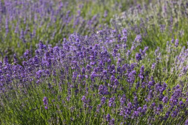  Fransa, Sault yakınlarındaki Provence 'de açan lavanta çiçekleri.