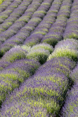 Fransa, Sault yakınlarındaki Provence 'de açan lavanta çiçekleri.