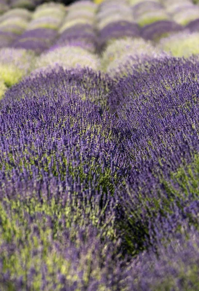 Las Flores Florecientes Lavanda Provenza Cerca Sault Francia — Foto de Stock