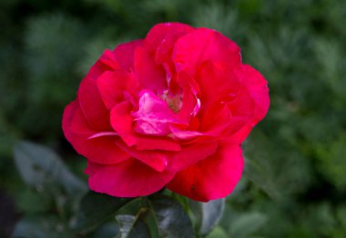 pembe çiçek bahçesinde şube gül