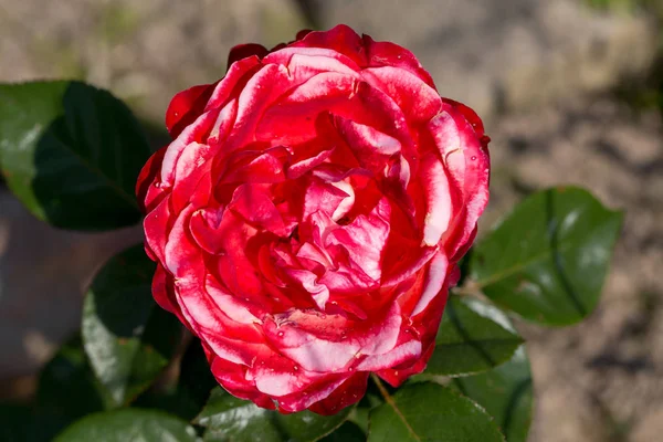 花园里树枝上的红玫瑰花 — 图库照片