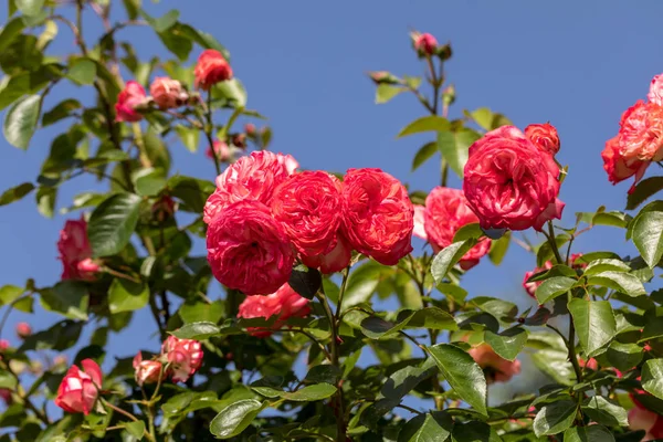 Rote Rosen Blühen Ast Garten — Stockfoto