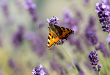 Çiçek açan lavanta çiçeklerinde renkli Kelebek 
