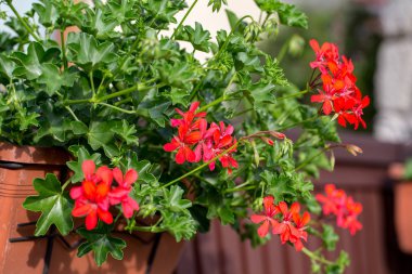Bahçede açan kırmızı sardunya (pelargonyum) çiçekleri