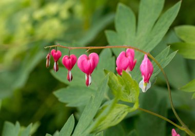 Kalp şeklinde Pembe ve beyaz renkte kanayan kalp çiçeği